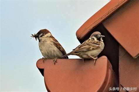 麻雀 窩|【麻雀做窩】麻雀飛進家裡築巢？居家風水大解析！